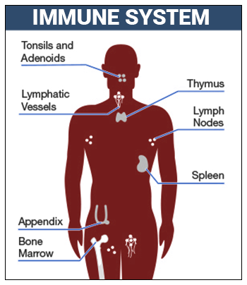 Immune System Immune System