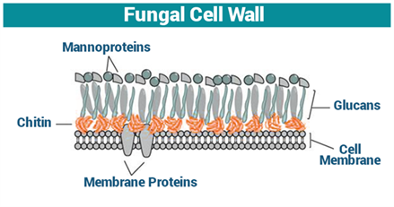 mold cell structure