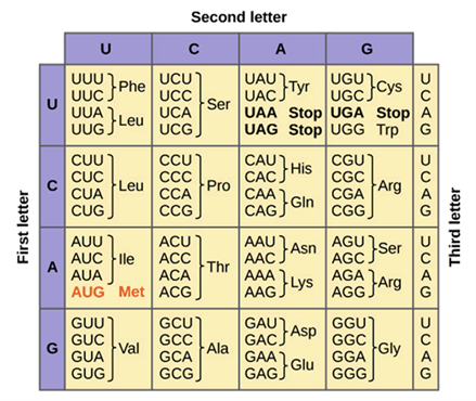 Genetic Code- Genetic Tables, Properties of Genetic Code & Exceptions