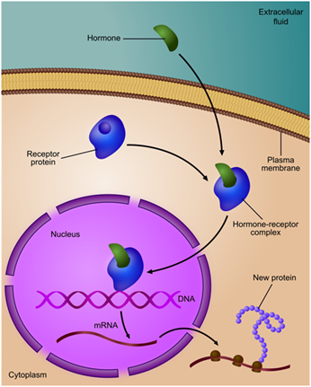 Gene Expression Gene Expression