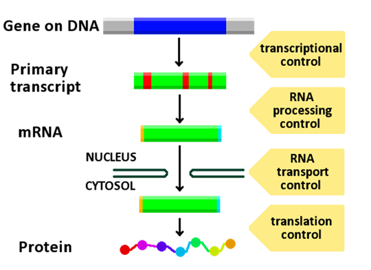 Regulation of Gene Expression Gene Regulation