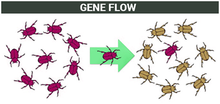 genetic drift and gene flow