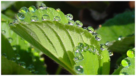 Guttation on a leaf