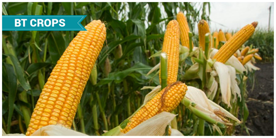 What Are Bt Crops Types Advantages And Disadvantages