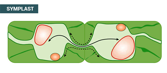 Symplast Symplast