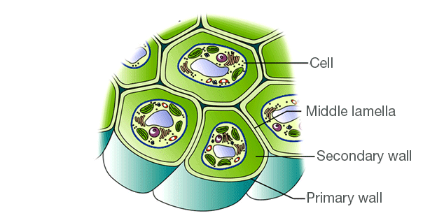 Cell Wall - Definition, Cell Wall Function, Cell Wall Layers