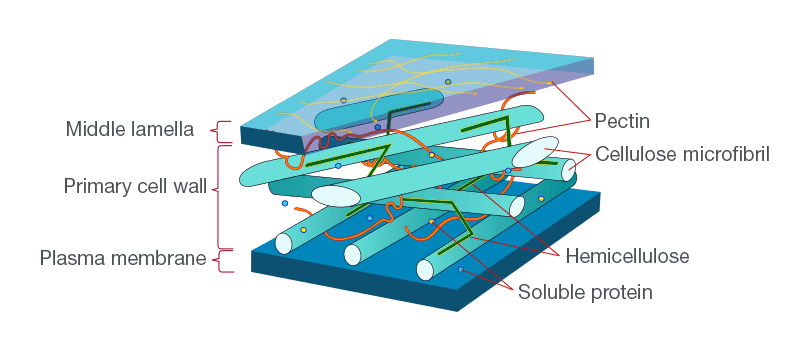 human cell wall structure