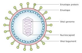 types of microorganisms with names