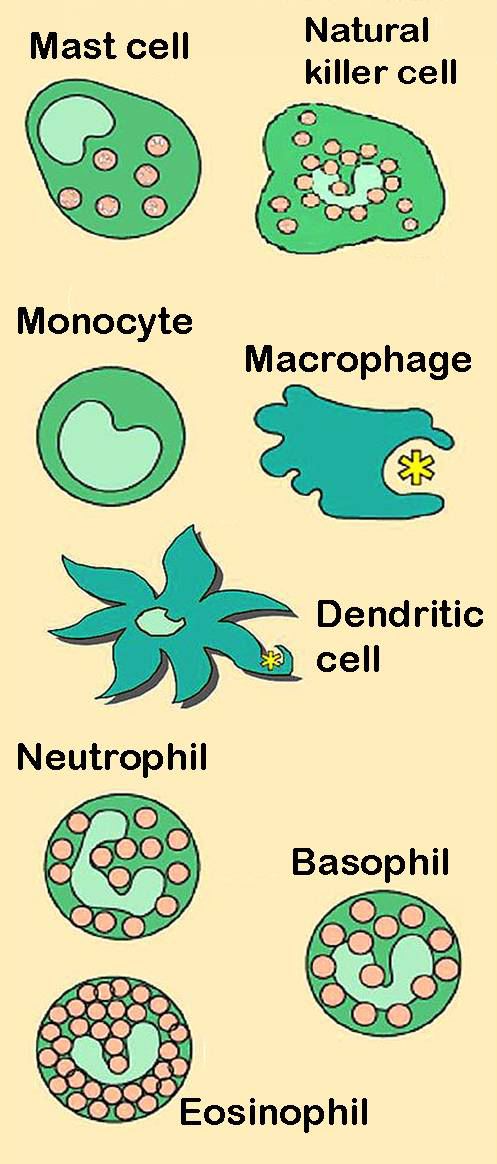 Cells of Innate Immunity Cells of Innate Immunity