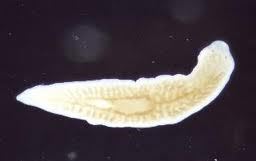 kingdom Animalia Platyhelminthes kingdom Animalia Platyhelminthes