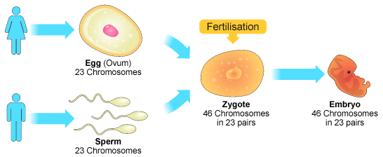 Sexual Reproduction