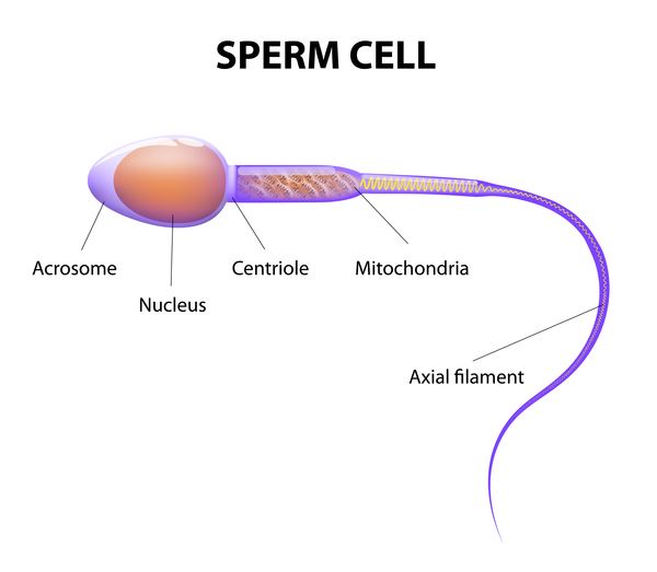 Pre-fertilization