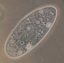 Protozoa