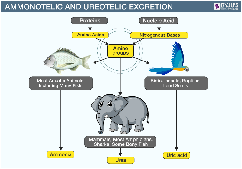 excretion-in-animals-modes-of-excretion-and-excretory-wastes