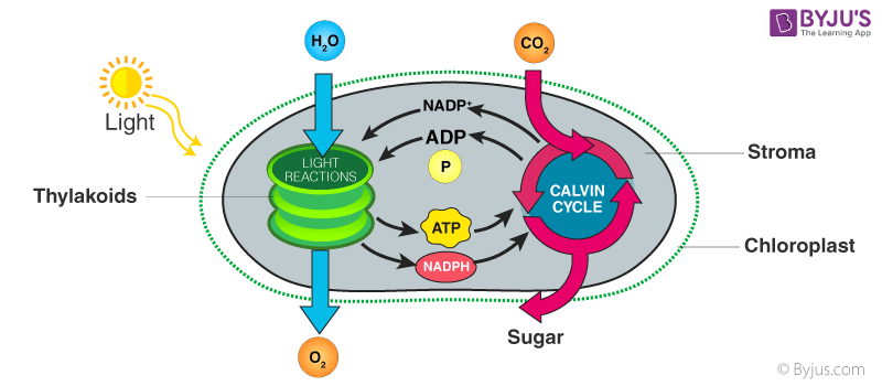 hypothesis about photosynthesis