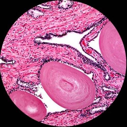 Overview of Anatomy and Physiology Biology Diagrams