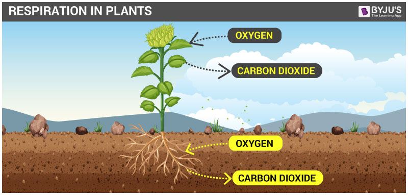 Respiration In Plants Respiration In Roots Stem And In Leaves