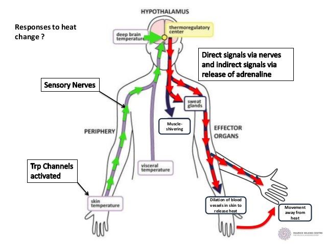 Thermoregulation