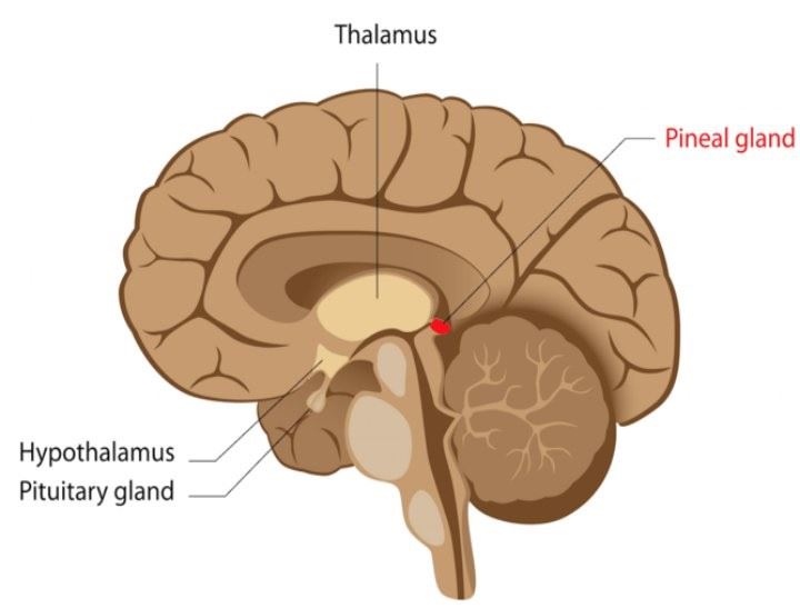 Mechanism of Thermoregulation