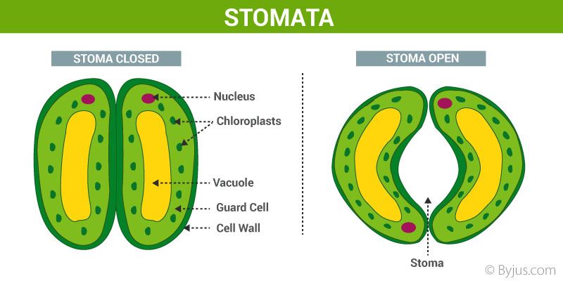 Respiration In Leaves - Opening and Closing the Stomata