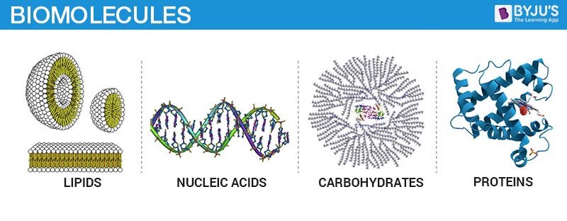 4 Biomolecules Chart