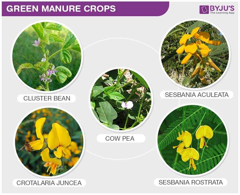 Green Manuring Green Manuring Vs Fertilizers