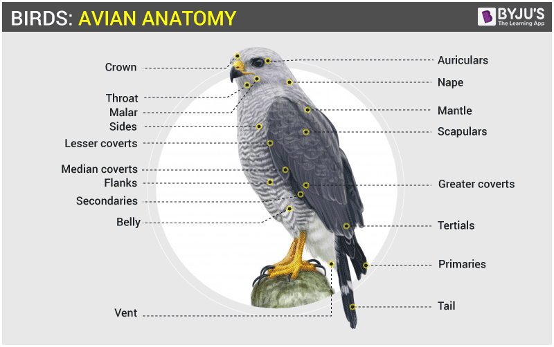 avian anatomy diagram