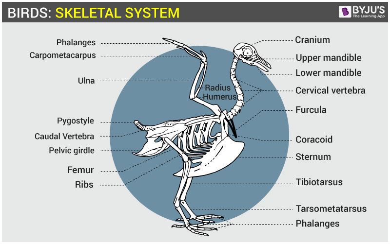 simple skeletal system diagram