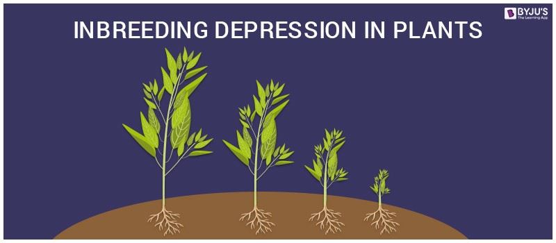 Inbreeding depression in Plants