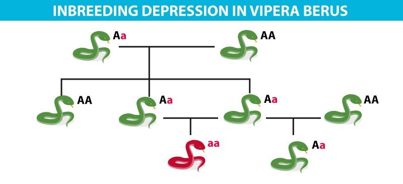 Inbreeding depression in Vipera berus 