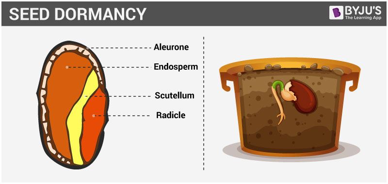 Seed Dormancy