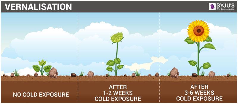 Vernalisation