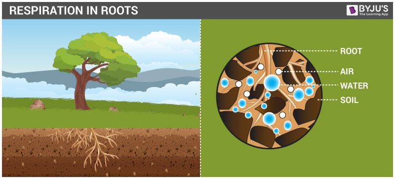 Respiration in Roots