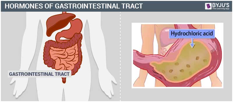 Hormones of Gastrointestinal tract