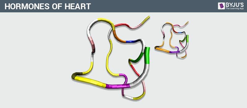 Hormones of Heart