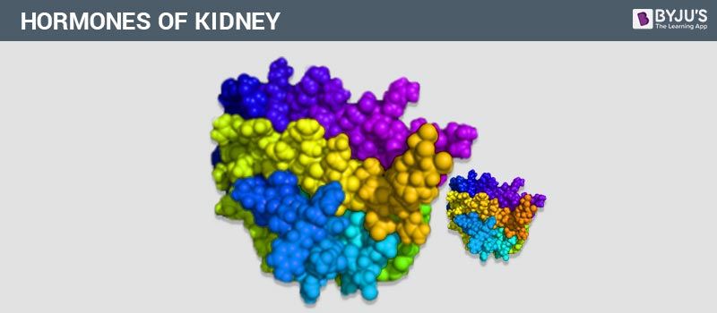 Hormones of Kidney