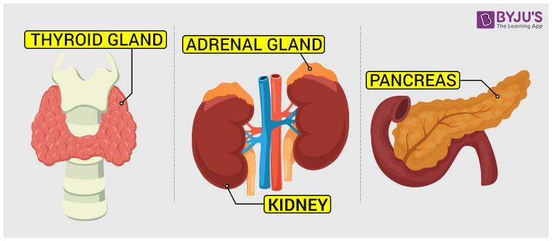 endocrine glands