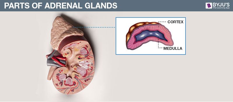 Parts of Adrenal Glands