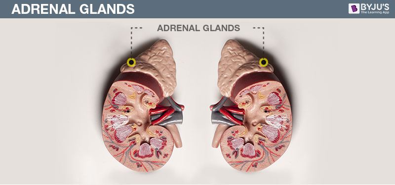 Adrenal Glands