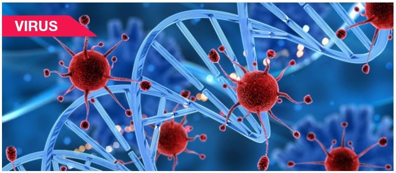 Human Diseases : An Overview of Communicable Diseases