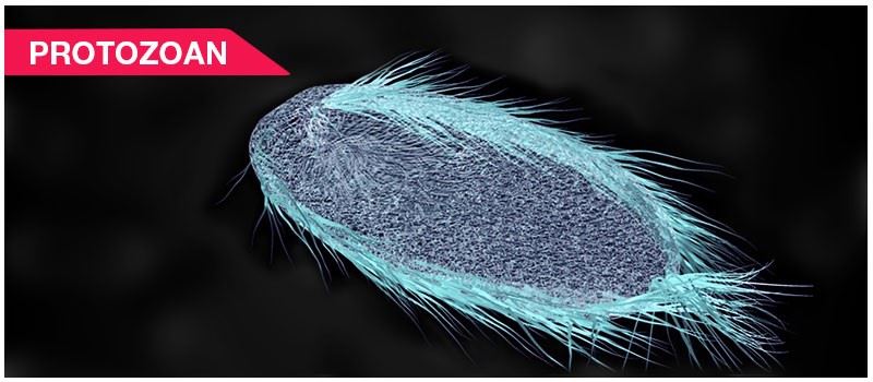 Protozoan