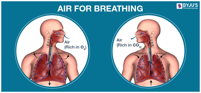 how-much-oxygen-is-present-in-5-l-of-air