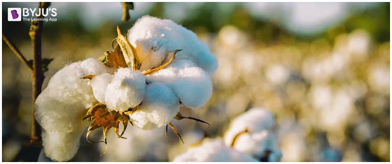 Bt Cotton- Genetically modified crops 