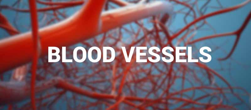 Blood Vessels - Types, Functions and Layers of Blood Vessels