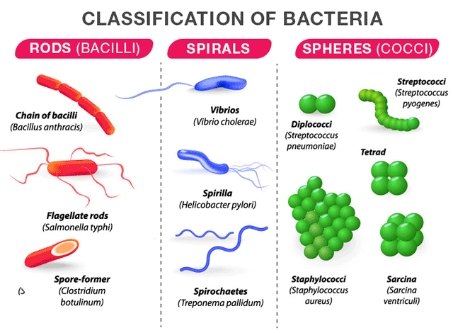 bacteria shapes and sizes