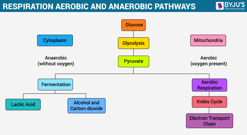 Aerobic Respiration