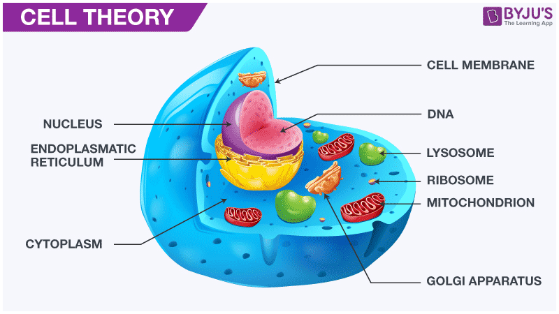 cell-theory-definition-early-observations-and-its-overview