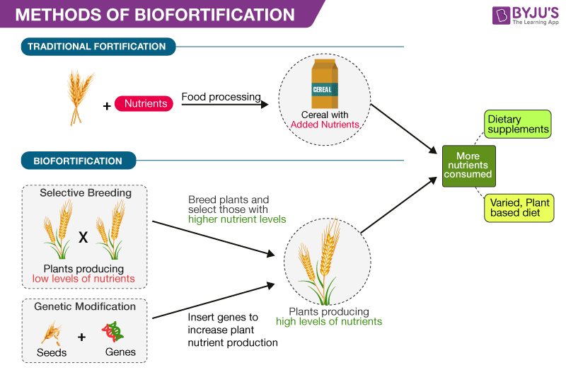 Modifikation von Organismen durch Biotechnologie - MethoDs Of Biofortification