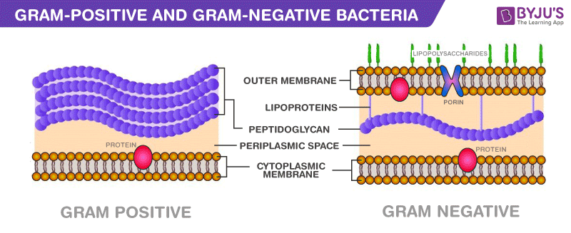 Gram Positive And Gram Negative Bacteria Chart