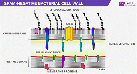 Gram Negative Bacteria - Characteristics, Cell Structure and Diseases